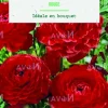 Bulbes de fleurs Renoncule asiatique rouge botanic® – 12 bulbes