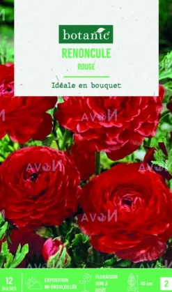 Bulbes de fleurs Renoncule asiatique rouge botanic® – 12 bulbes