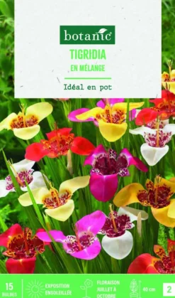 Bulbes de fleurs Tigridia en mélange botanic® – 15 bulbes