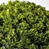 Buxus Semper Bord 20/25 cm