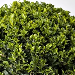 Buxus Semper Bord 20/25 cm