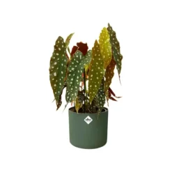 Cache pot vert leaf green Elho b.for soft - Ø 14 cm