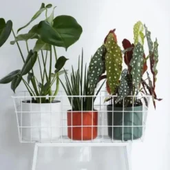 Cache pot vert leaf green Elho b.for soft - Ø 14 cm