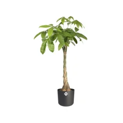Cache-pot anthracite Elho b.for soft - Ø 22 cm