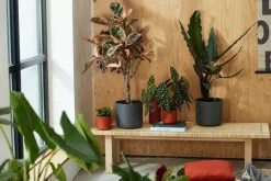 Cache-pot anthracite Elho b.for soft - Ø 22 cm