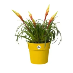 Cache-pot B.for original ronde Ø 14 x 12,8 cm polypropylène injecté