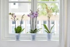 Cache-pot Brussels Orchidées haut Ø 12,5 x H 15,2 cm Polypropylène injecté