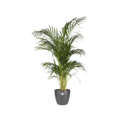 Cache-pot Brussels rond Ø 18 x 16,7 cm polypropylène injecté