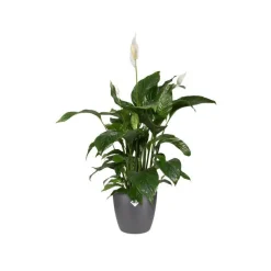 Cache-pot Brussels rond Ø 20x 18,6 cm polypropylène injecté