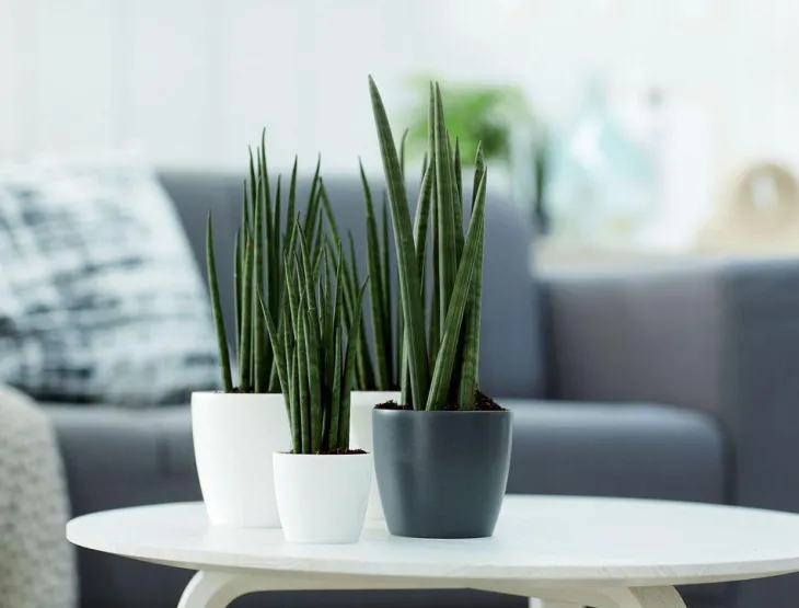 Cache-pot Brussels rond mini Ø 12,5 x H 11,4 cm Polypropylène injecté