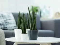 Cache-pot Brussels rond mini Ø 7 x H 6 cm Polypropylène injecté