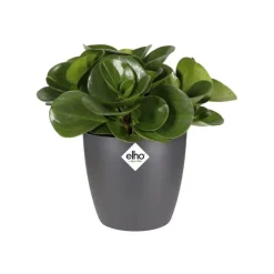 Cache-pot en polypropylène Elho Brussels rond mini anthracite - Ø 12,5 cm