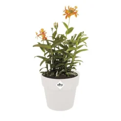 Cache-pot en polypropylène Elho B.for original rond blanc - Ø 18 cm