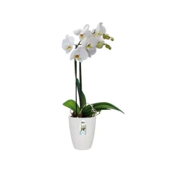 Cache-pot en polypropylène Elho Brussels Orchidées haut blanc - Ø 12,5 x H 15,2 cm