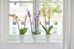 Cache-pot en polypropylène Elho Brussels Orchidées haut blanc - Ø 12,5 x H 15,2 cm