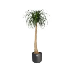 Cache-pot gris anthracite Elho b.for soft - Ø 14 cm