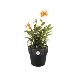 Cache-pot living noir Elho B.for Original - Ø 14 cm