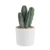 Cactus en pot émaillé blanc Ø 10 cm