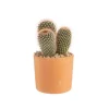 Cactus mix en pot terre cuite, Ø 10 cm