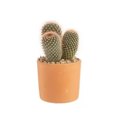 Cactus mix en pot terre cuite, Ø 10 cm