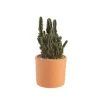 Cactus mix en pot terre cuite Ø 20 cm