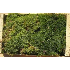 Caisse de mousse naturelle verte pour décoration de Noël - 40 x 60 cm