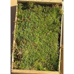 Caisse de mousse naturelle verte pour décoration de Noël - 16 x 24 cm