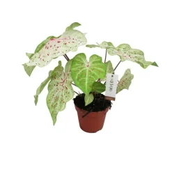 Caladium en pot Ø 17 x H 45 cm