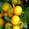 Calamondin. Le pot de 14 litres forme 1/2 tige