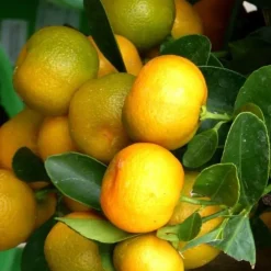 Calamondin. Le pot de 14 litres forme 1/2 tige