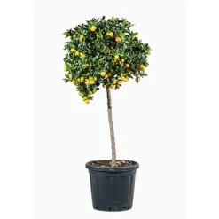 Calamondin. Le pot de 50 litres