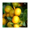Calamondin. Le pot de 2 litres