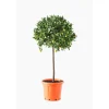 Calamondin. Le pot de 30 litres