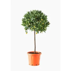 Calamondin. Le pot de 30 litres
