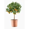 Calamondin. Le pot de 7 litres
