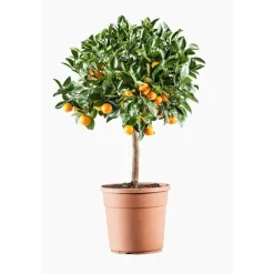 Calamondin. Le pot de 7 litres