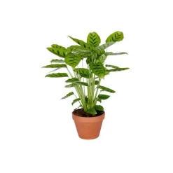 Calathéa – Pot en terre 14 cm de diamètre