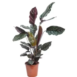 Calathéa Varié H. 75 cm pot D.19 cm