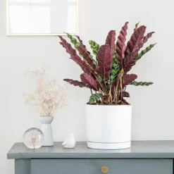 Calathea Lancifolia vert en pot blanc émaillé botanic®. Le pot Ø 18 cm