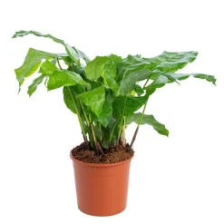 Calathea mix à feuilles rondes. Le pot de 14 cm