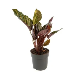 Calathea Mix pot Ø11 cm