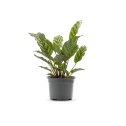 Calathea Zebrina multicolore. Le pot Ø 10,5 cm