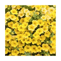 Calibrachoa duo orange & jaune - Le pack de 6 plants