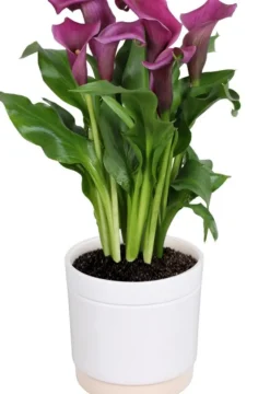 Calla avec son cache-pot - Ø 15 cm