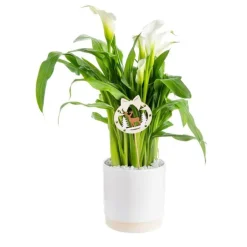 Calla Crystal Blush + cache-pot Ø 15 cm