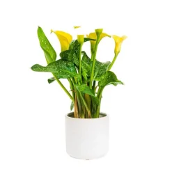Calla mix + cache-pot de 10.5 cm