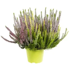 Callune variété Arlequin. Le pot de 1 litre