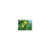 Caltha palustris 3 L