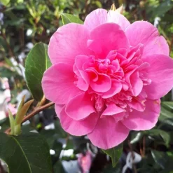 Camélia de Noël. Le pot de 4 litres
