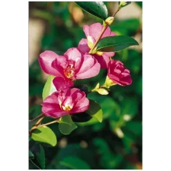 Camélia fleur simple